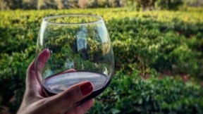 Karaova Şarap Bağları